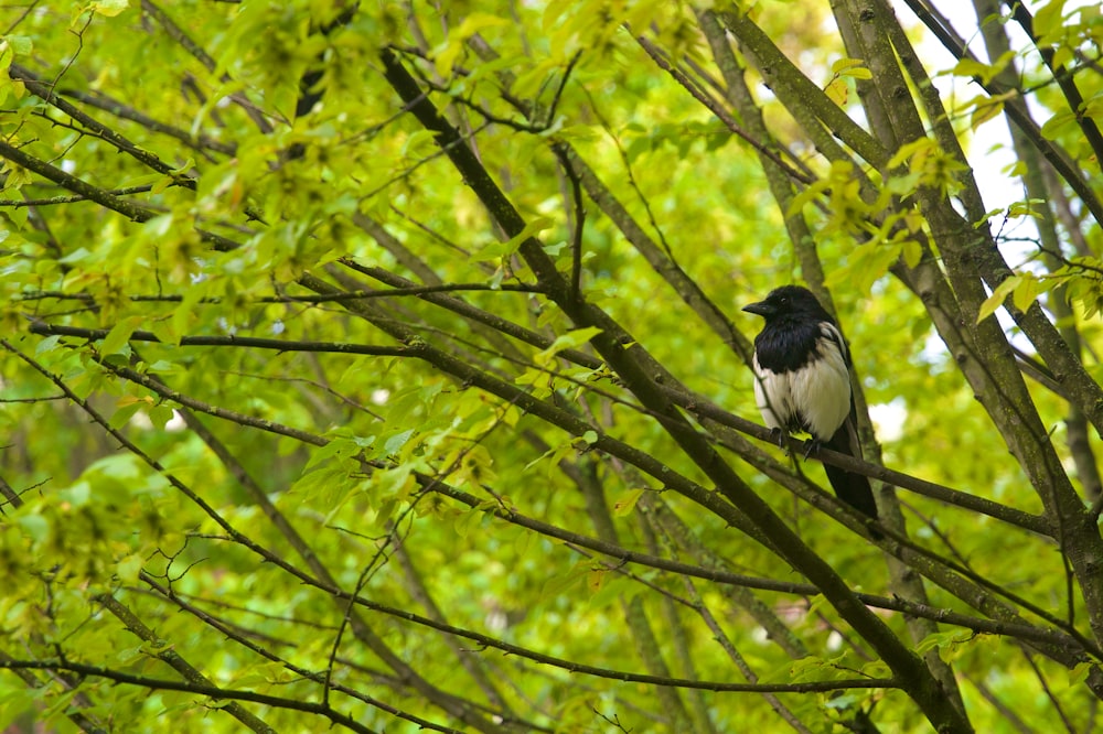 a black and white bird sitting on a tree branch