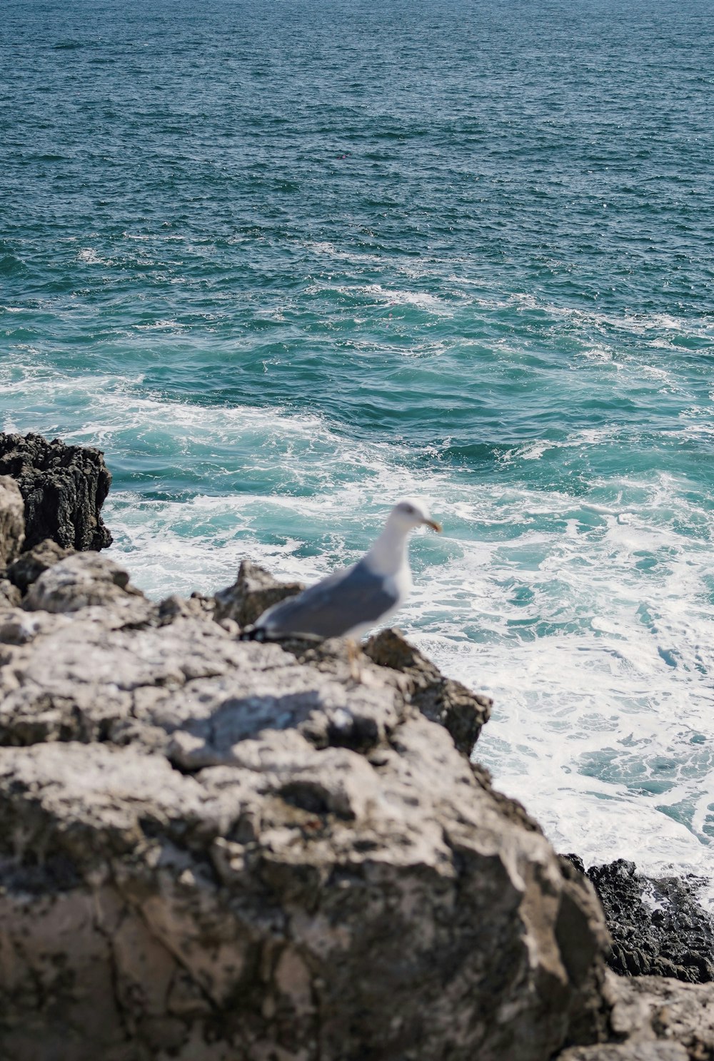 a seagull sitting on a rock near the ocean