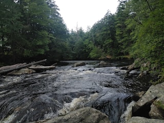 A serene river surrounded by lush green forest, with rocks and fallen logs scattered along the riverbanks. The flowing water creates small ripples and minor rapids as it moves over the rocks, under a canopy of tall trees on both sides.