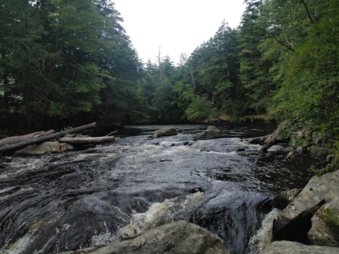 A serene river surrounded by lush green forest, with rocks and fallen logs scattered along the riverbanks. The flowing water creates small ripples and minor rapids as it moves over the rocks, under a canopy of tall trees on both sides.