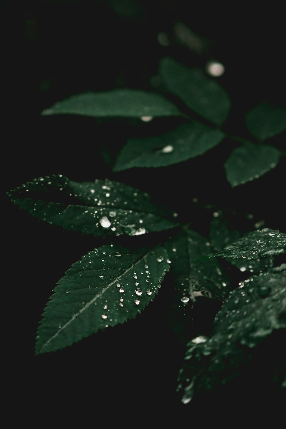 a green leaf with water droplets on it