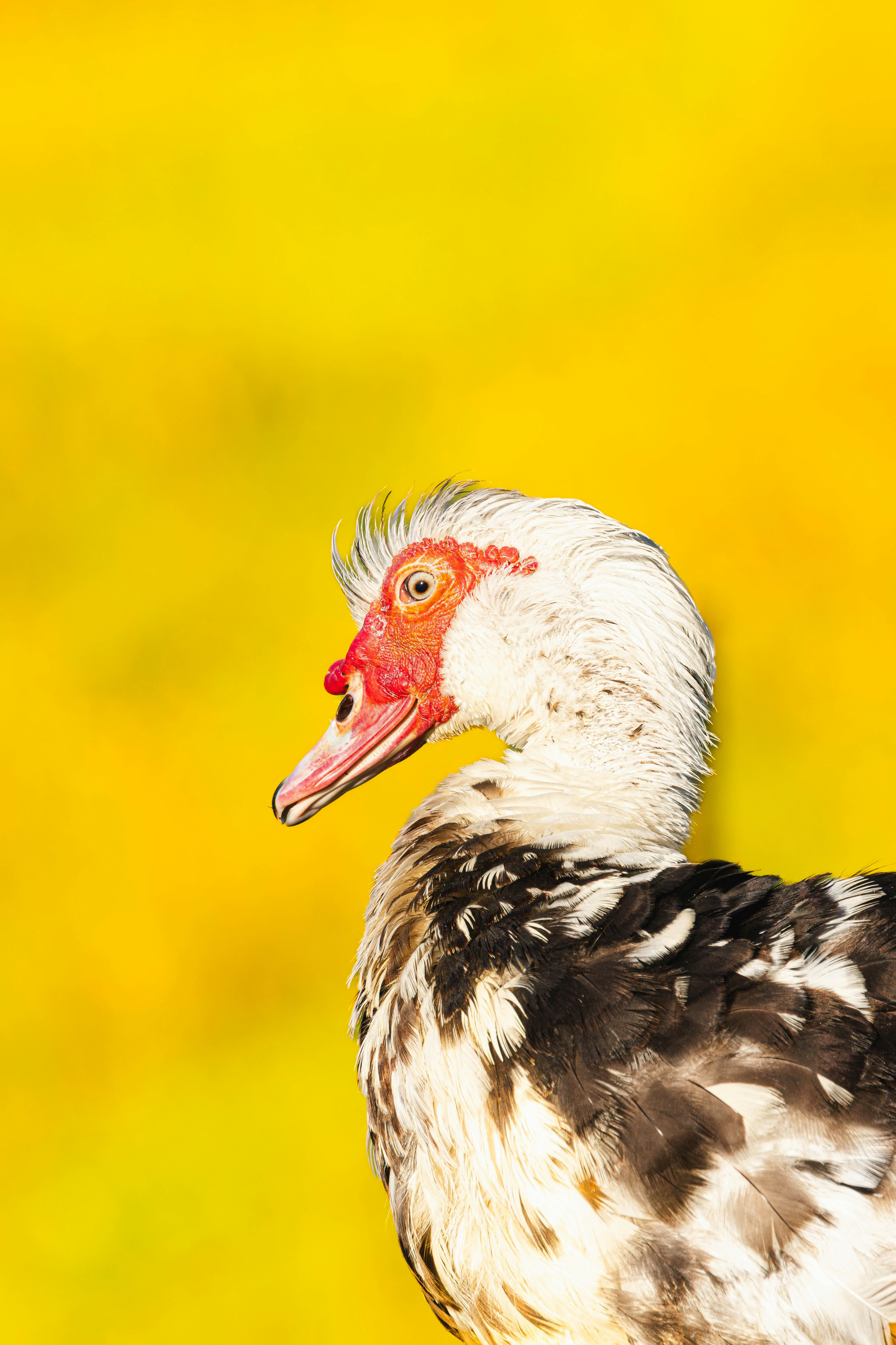 Photo by norskedyrevandrer