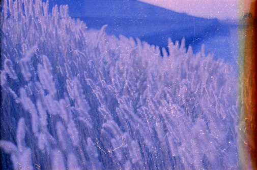 A field of tall, wispy grasses is captured with a dreamy, out-of-focus effect. The scene is overlaid with a blue-violet tint, giving it a surreal and ethereal appearance. There are faint hints of vertical light flares on the right, adding a vintage or film-like texture.