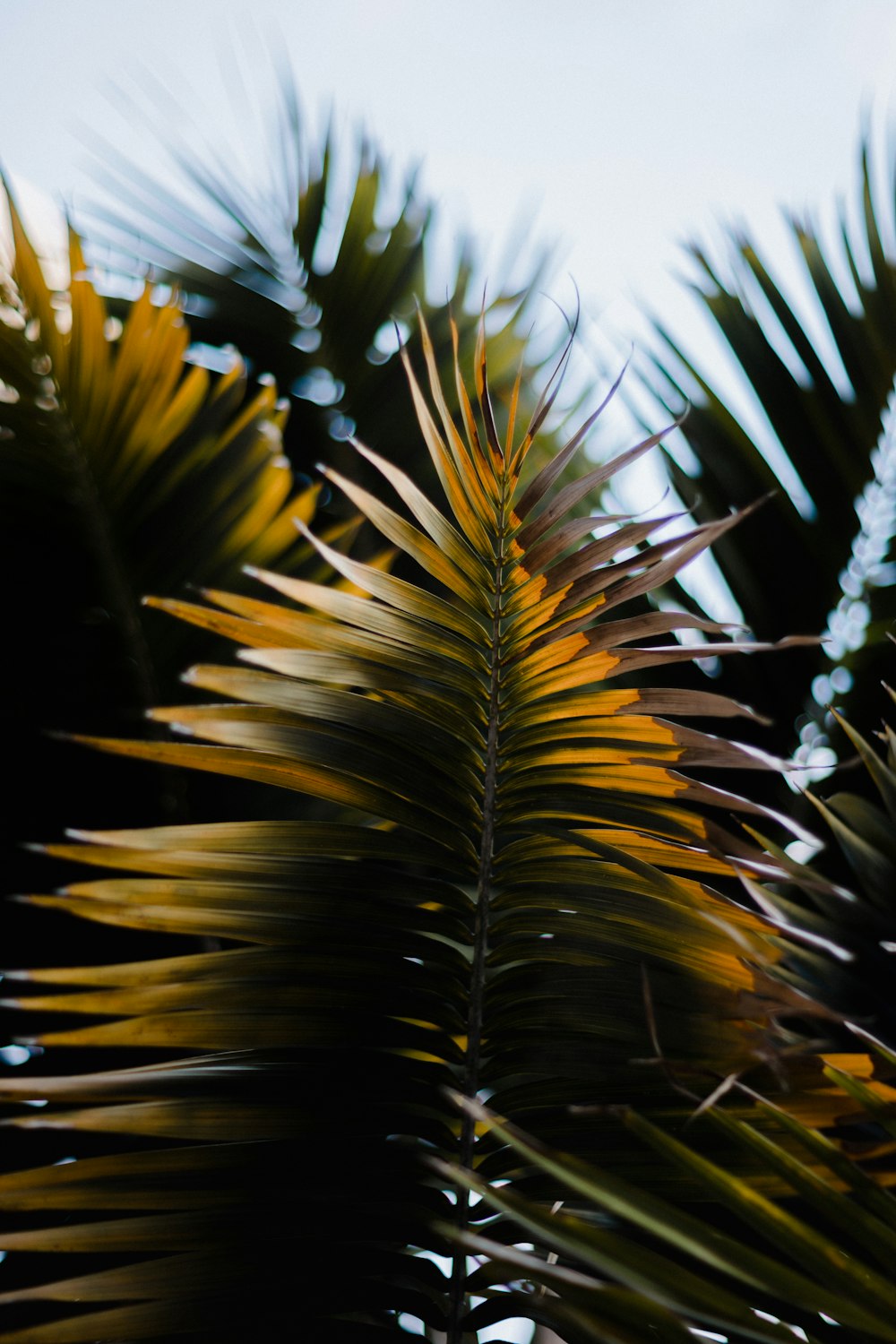 a close up of a palm tree leaves