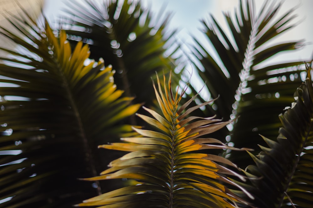 Gros plan d’une plante verte et jaune