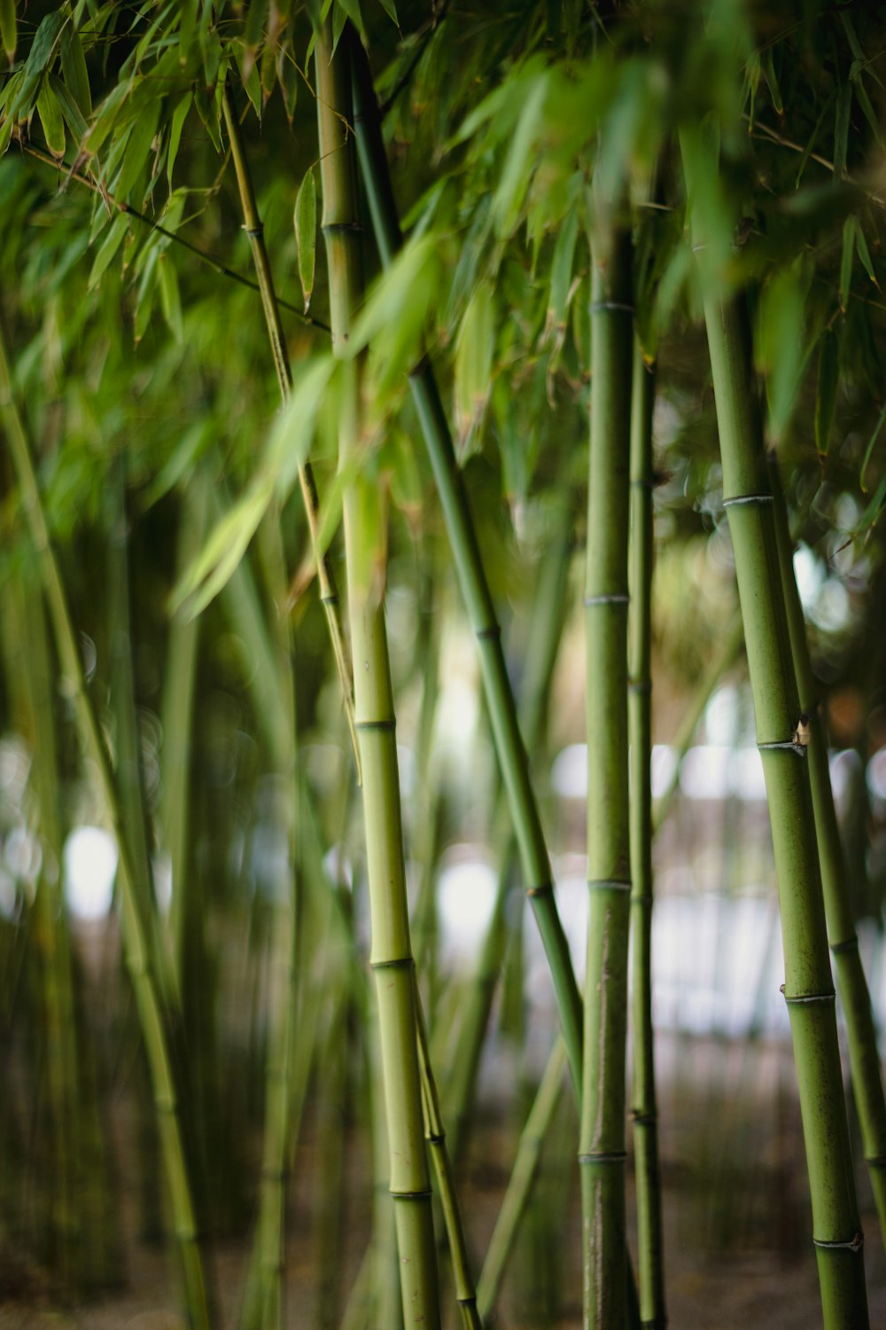 a group of bamboo trees with green leaves