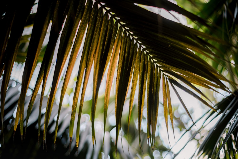 a close up of a leaf of a palm tree