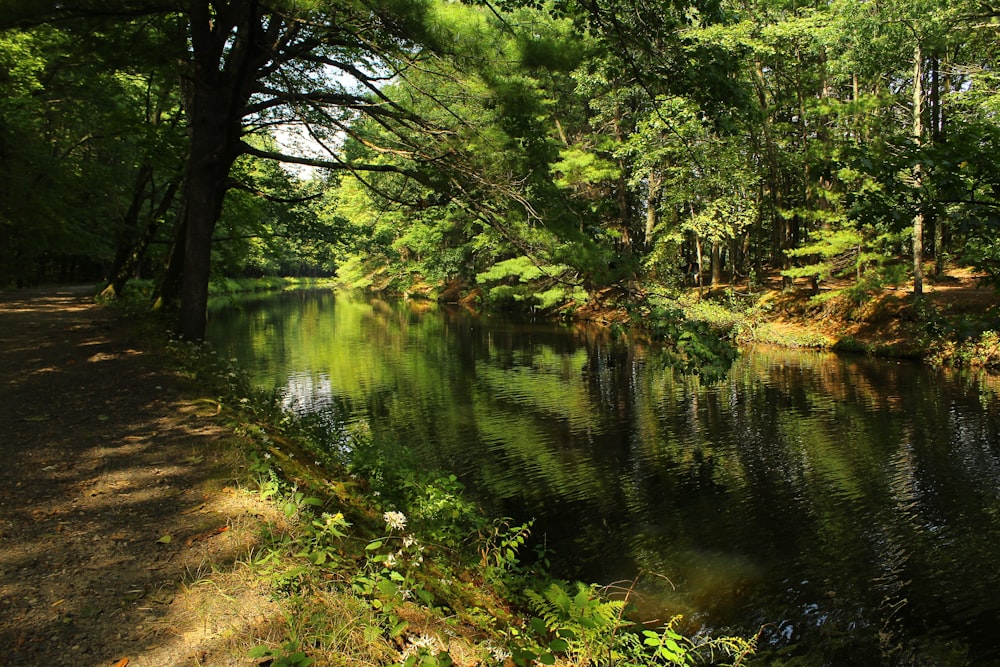 a river running through a lush green forest