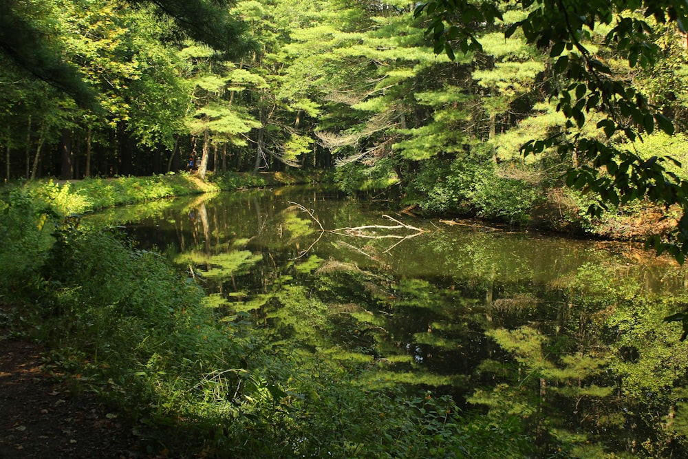 um corpo de água cercado por árvores verdes exuberantes