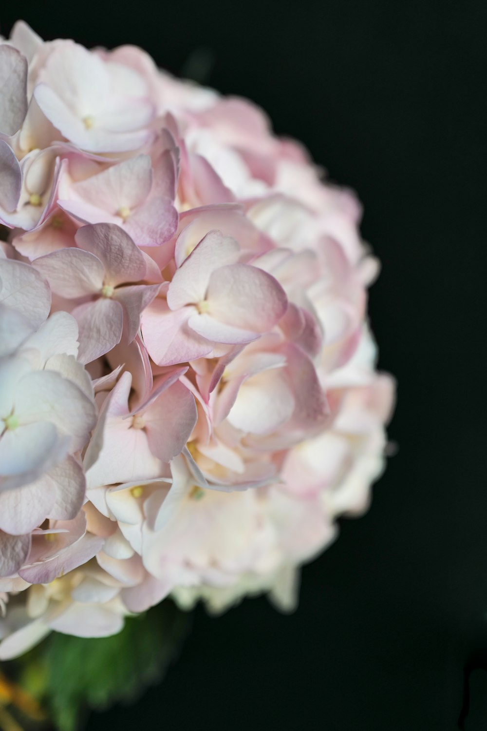 a close up of a pink and white flower