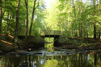 A serene bridge over calm water surrounded by soft green foliage under a gentle morning light.