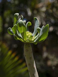 a close up of a green plant with leaves