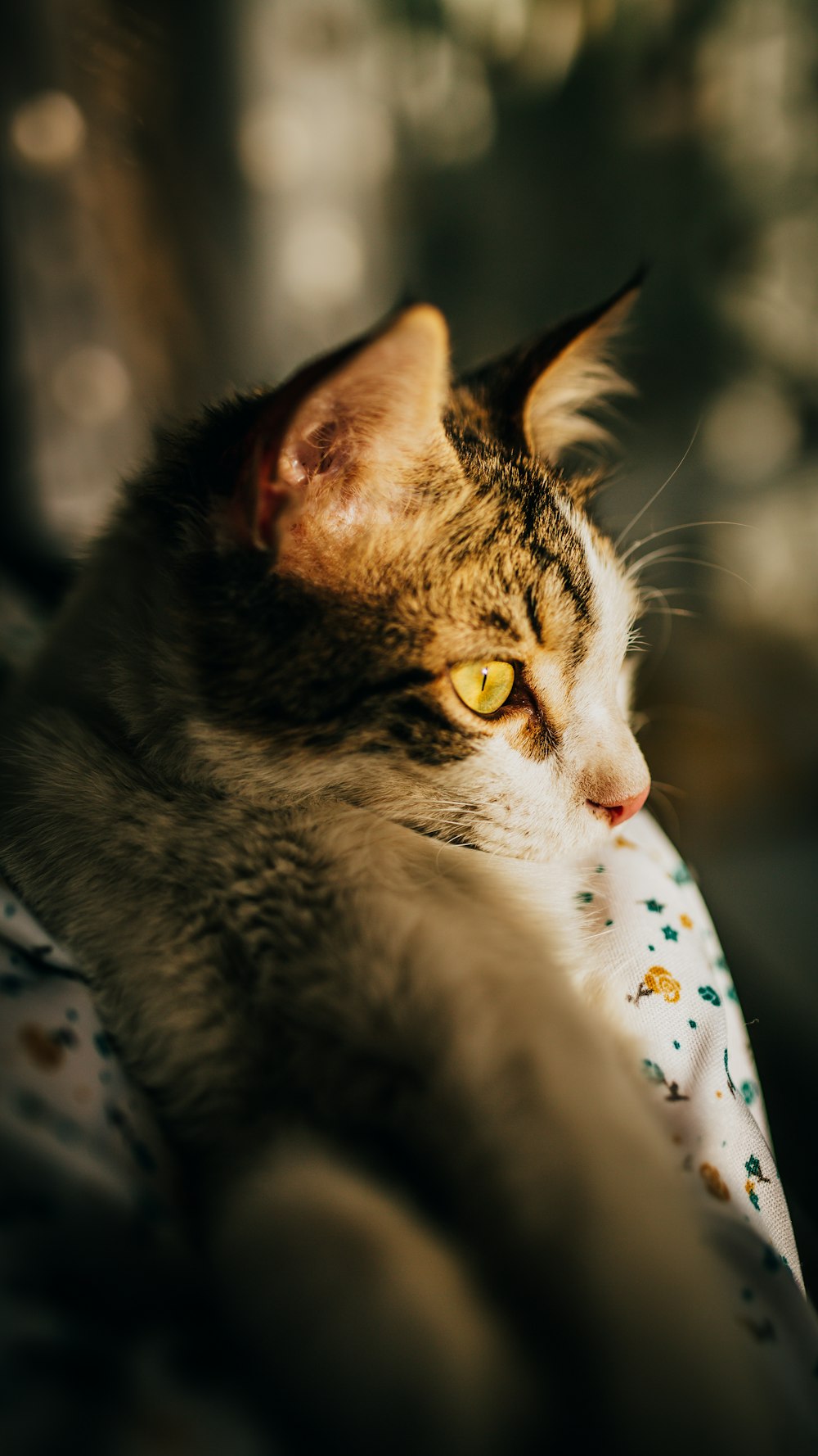 a close up of a cat laying on a bed