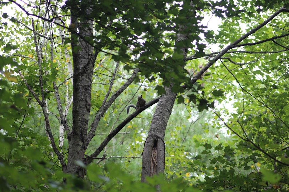 a bird perched on a tree in a forest