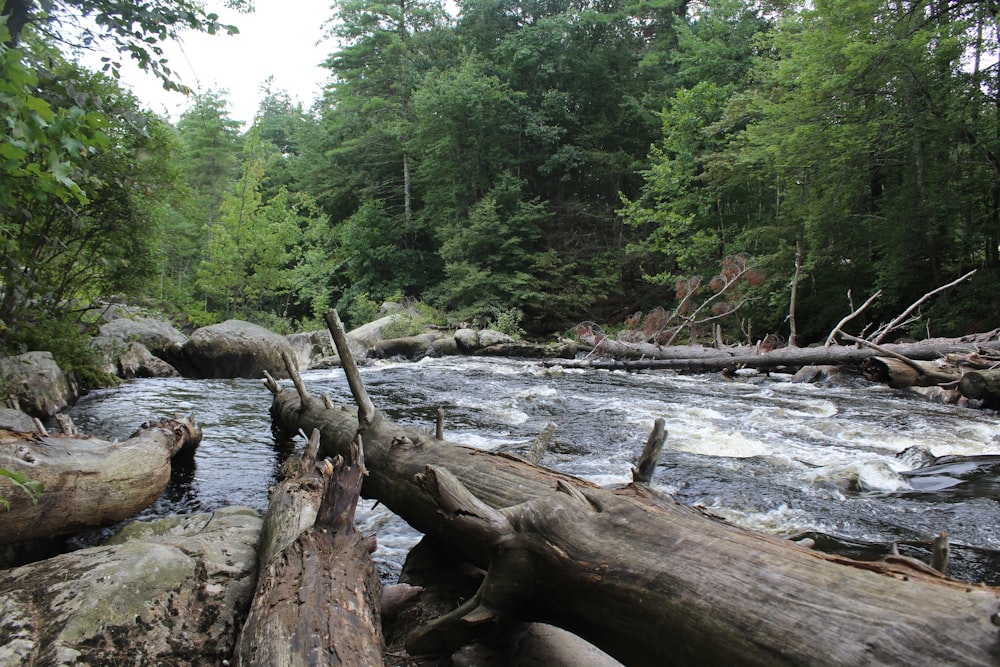 a river running through a lush green forest