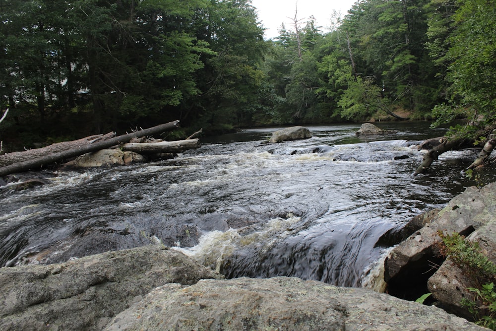 a river running through a lush green forest