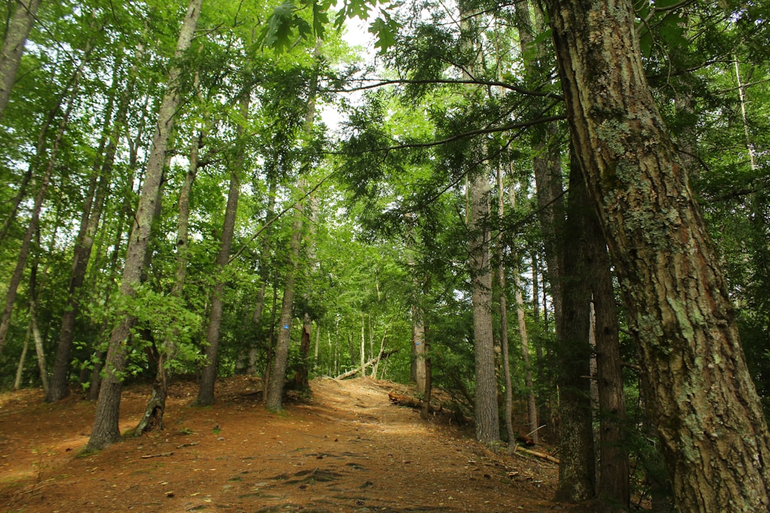 a dirt road in the middle of a forest
