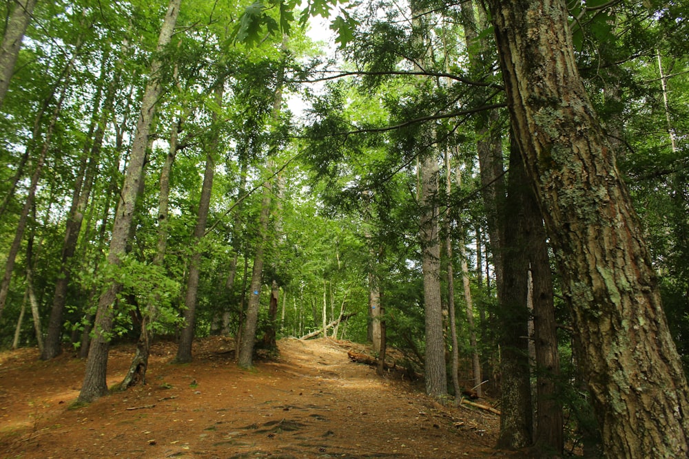 a dirt road in the middle of a forest