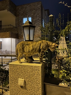 A cat with a striped coat is standing on a textured pedestal next to a lantern at night. The background features a residential building with a lit window and a metal fence intertwined with vegetation.