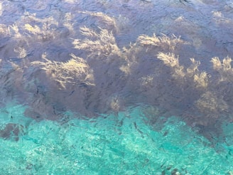 a body of water that has some plants in it