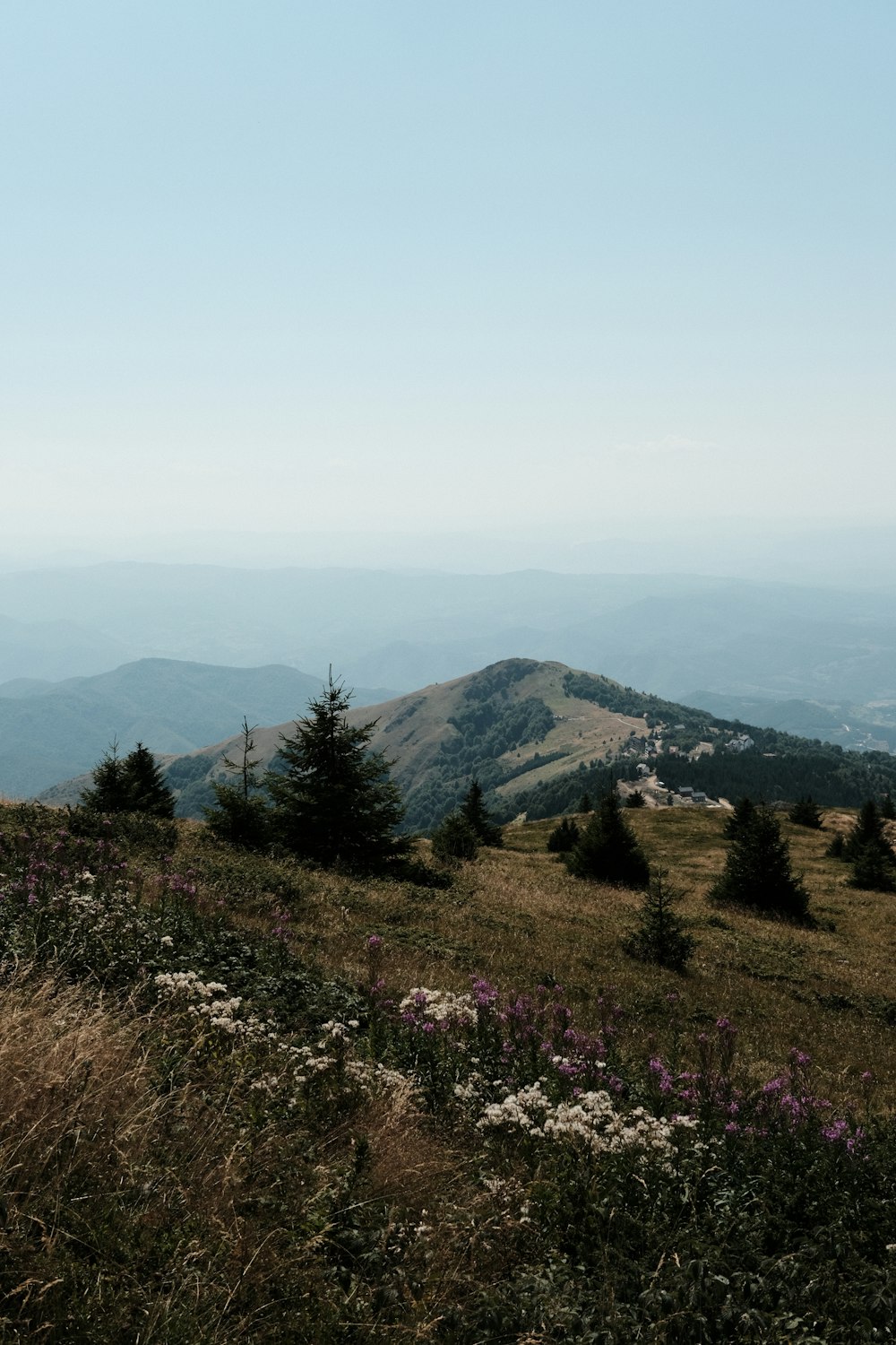 una collina erbosa con alberi e fiori in primo piano