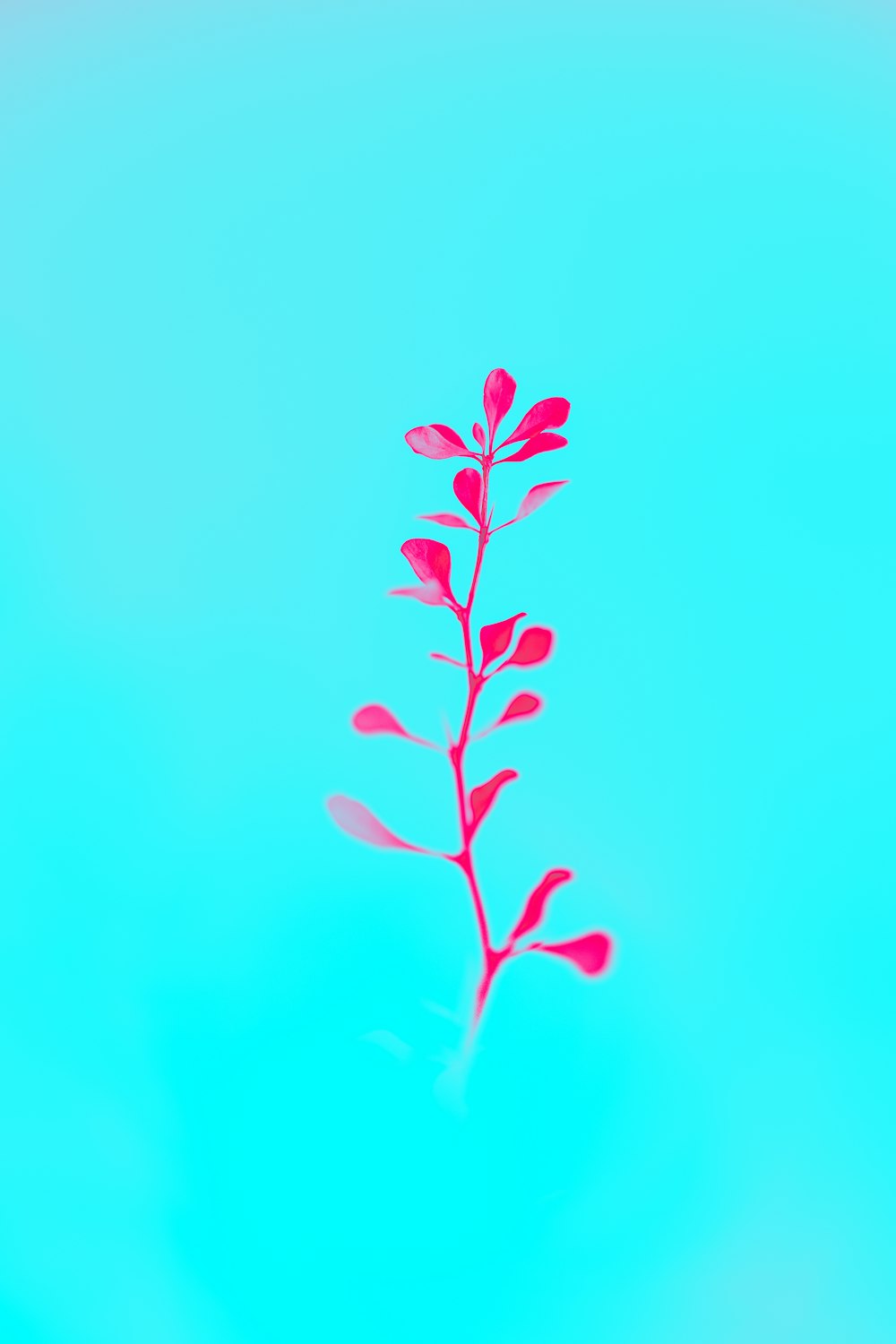 a single red flower on a blue background