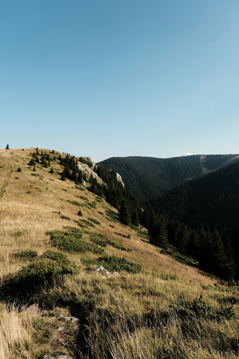 una collina erbosa con alcuni alberi in cima