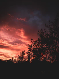 A dramatic silhouette of eucalyptus trees against a fiery red sunset sky.