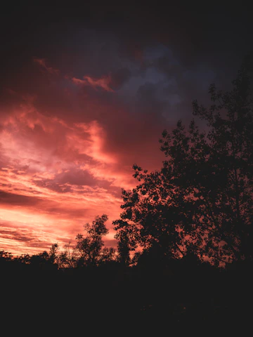 A dramatic silhouette of eucalyptus trees against a fiery red sunset sky.