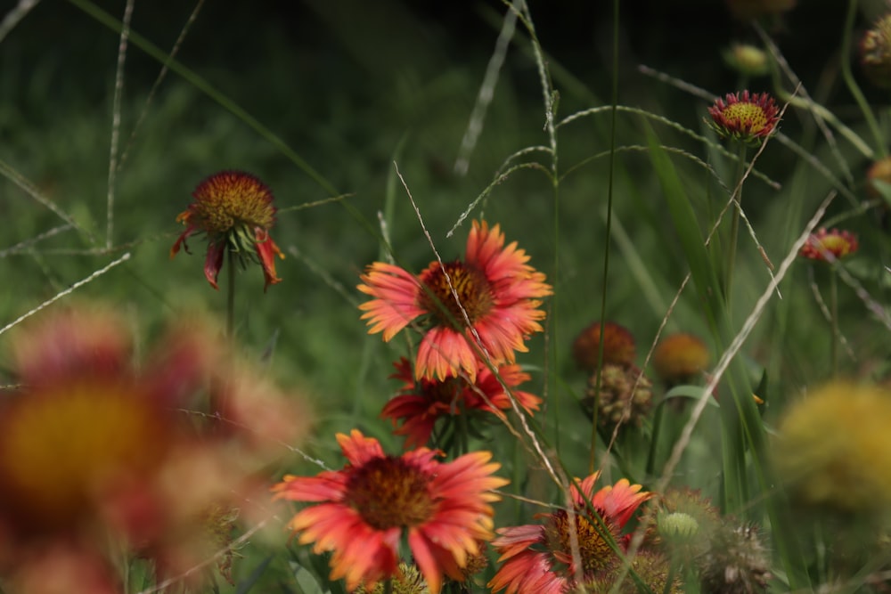 un mazzo di fiori che sono nell'erba