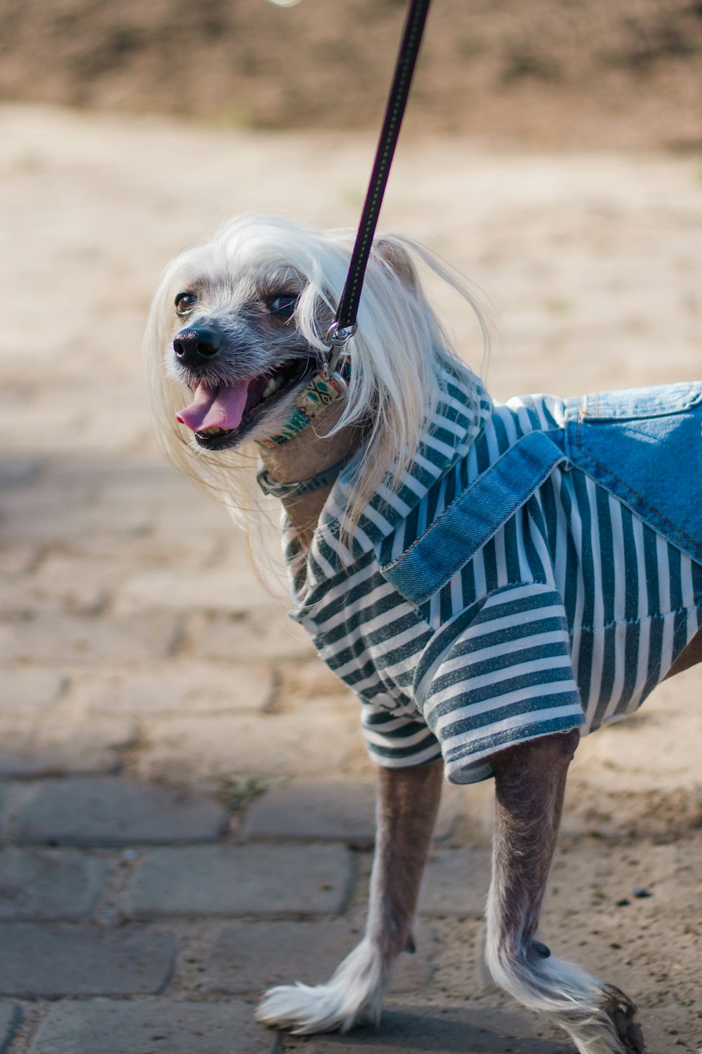 a small dog wearing a blue and white striped shirt