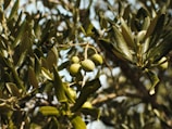 Green olives are hanging from branches amidst dense, lush green leaves. The sunlight filters through the leaves, creating a warm, natural atmosphere with a mix of shadows and highlights.