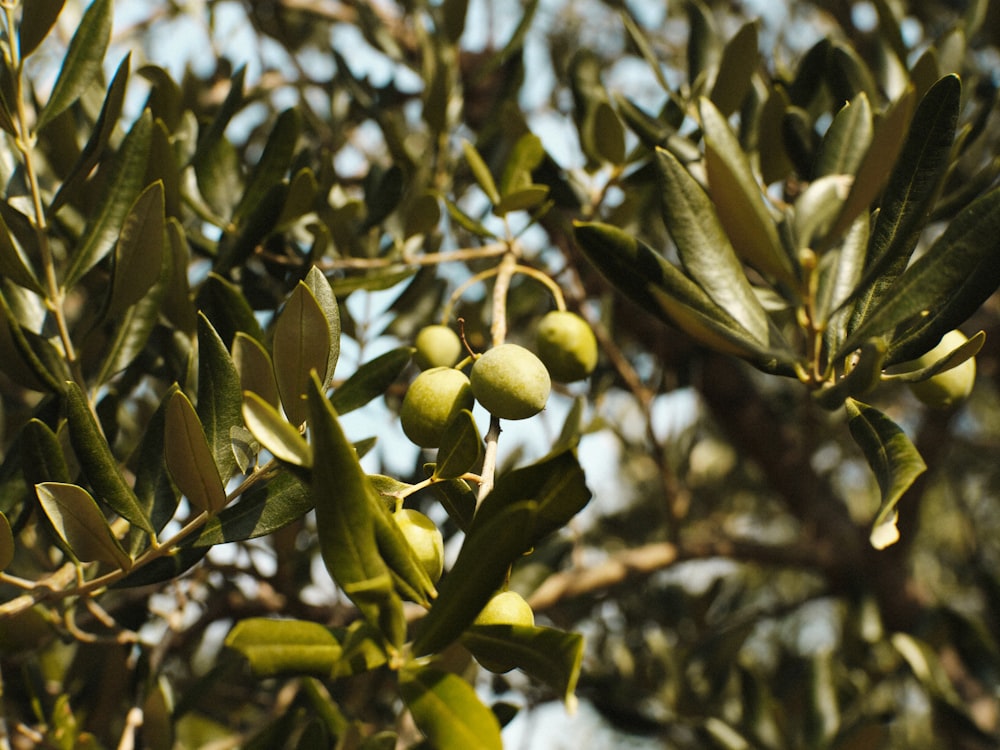 an olive tree with lots of green olives growing on it