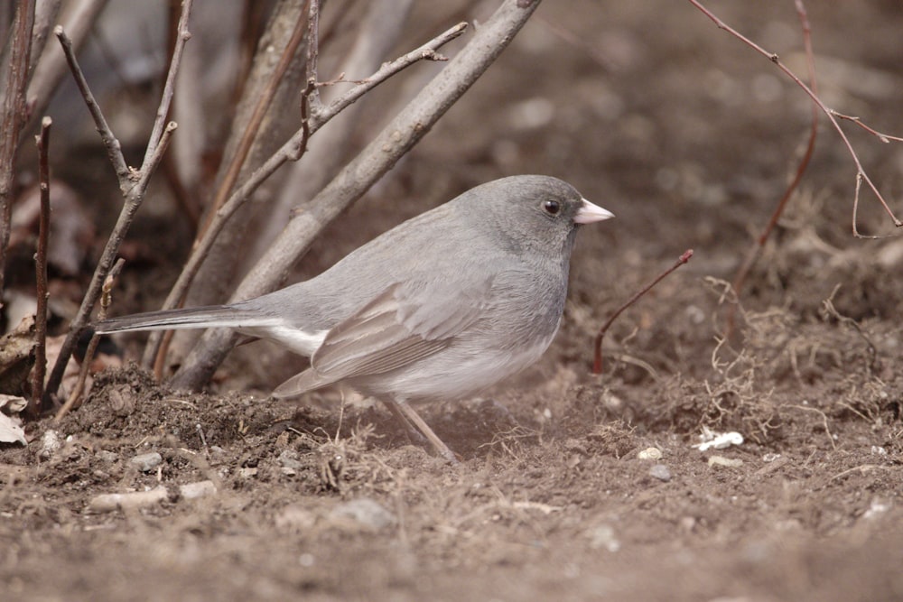 Un pequeño pájaro gris parado en la tierra