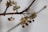 A close-up of a branch with small clusters of dried, beige-colored berries hanging from thin stems. Some of the berries have opened to reveal round, dark brown seeds inside. The background appears blurred, giving a soft, muted appearance.