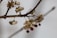 A close-up of a branch with small clusters of dried, beige-colored berries hanging from thin stems. Some of the berries have opened to reveal round, dark brown seeds inside. The background appears blurred, giving a soft, muted appearance.