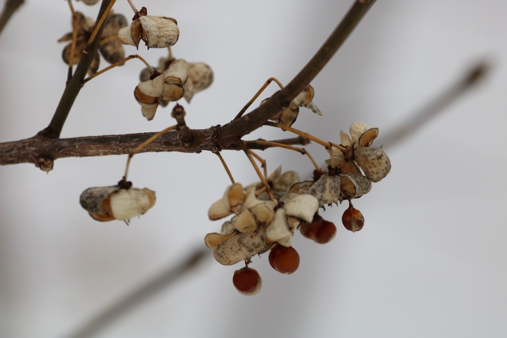 a tree branch with small white and brown flowers