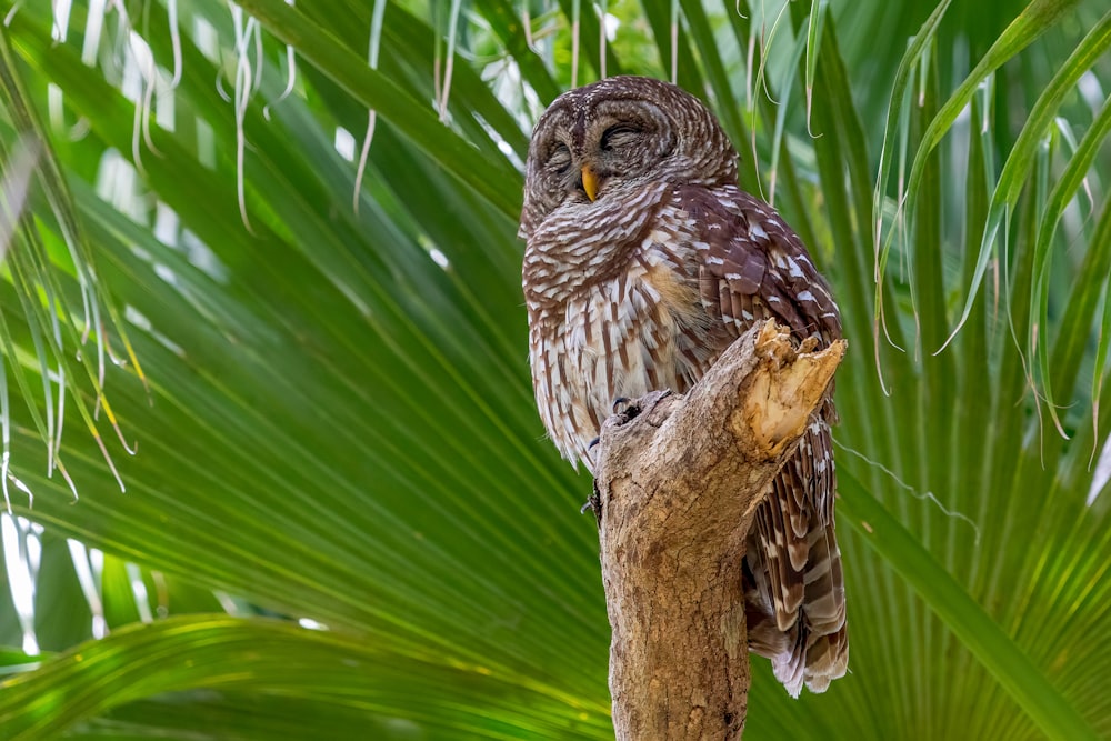 an owl is perched on a tree branch