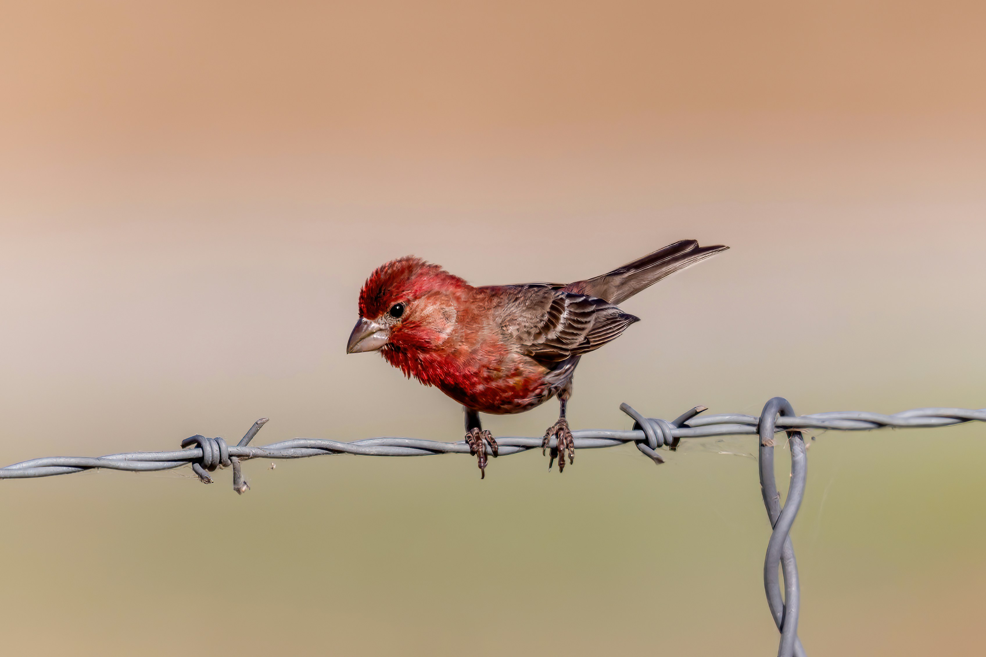Photo by loworbit