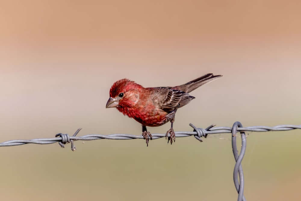 a small red bird perched on top of a barbed wire