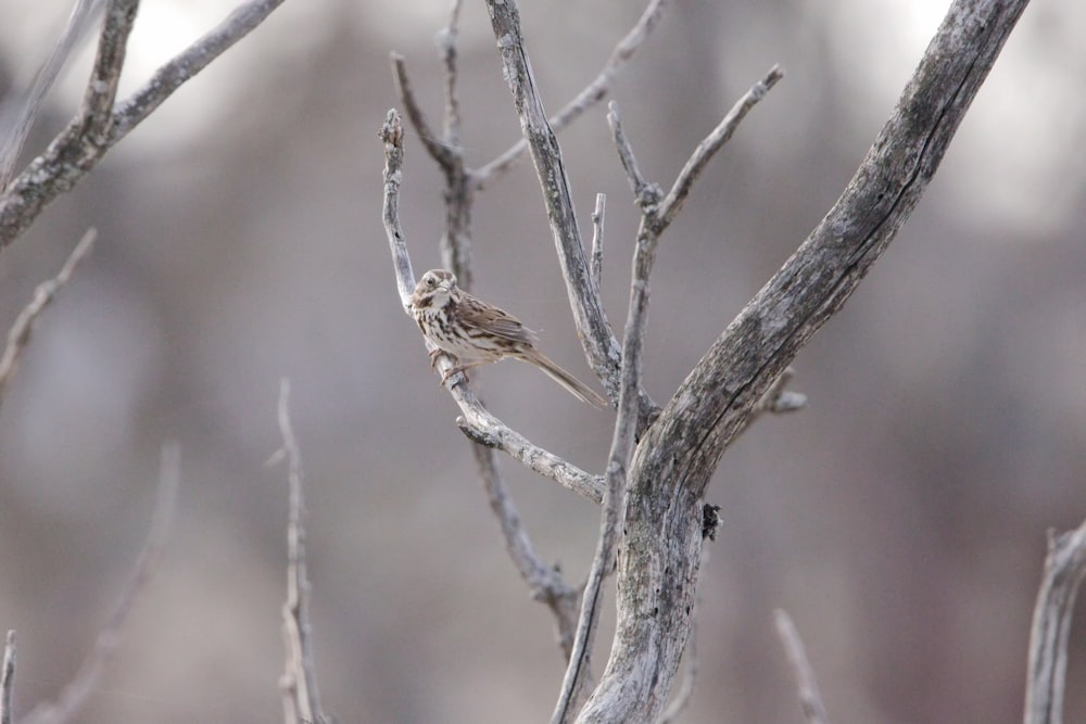 a small bird perched on top of a tree branch