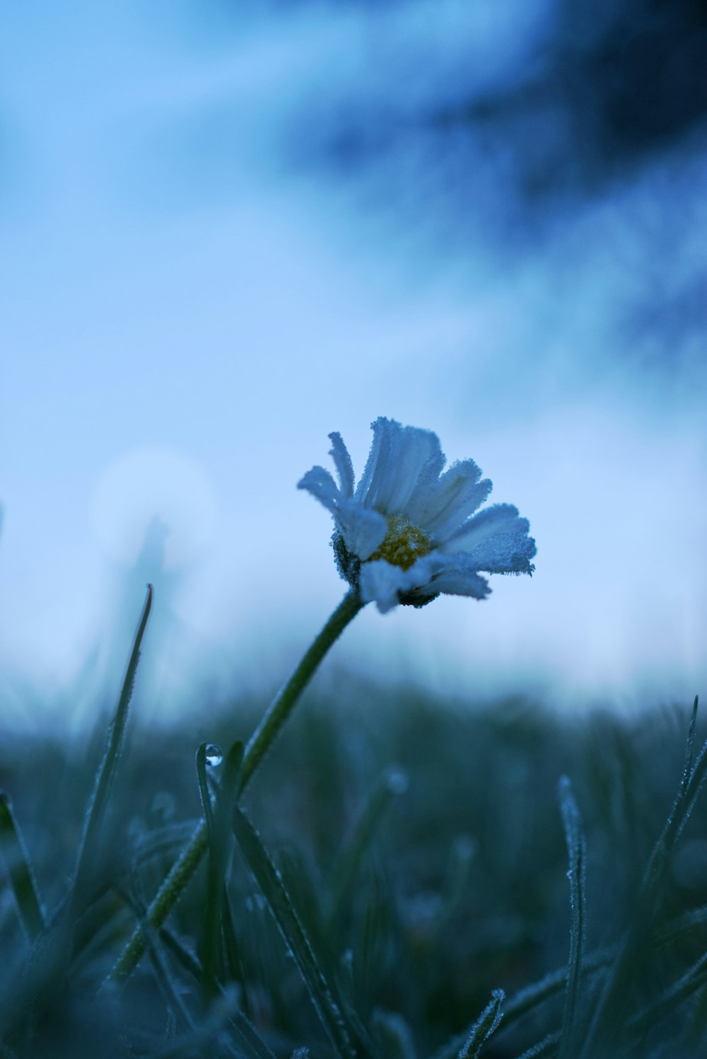 Una sola flor blanca sentada en la cima de un exuberante campo verde