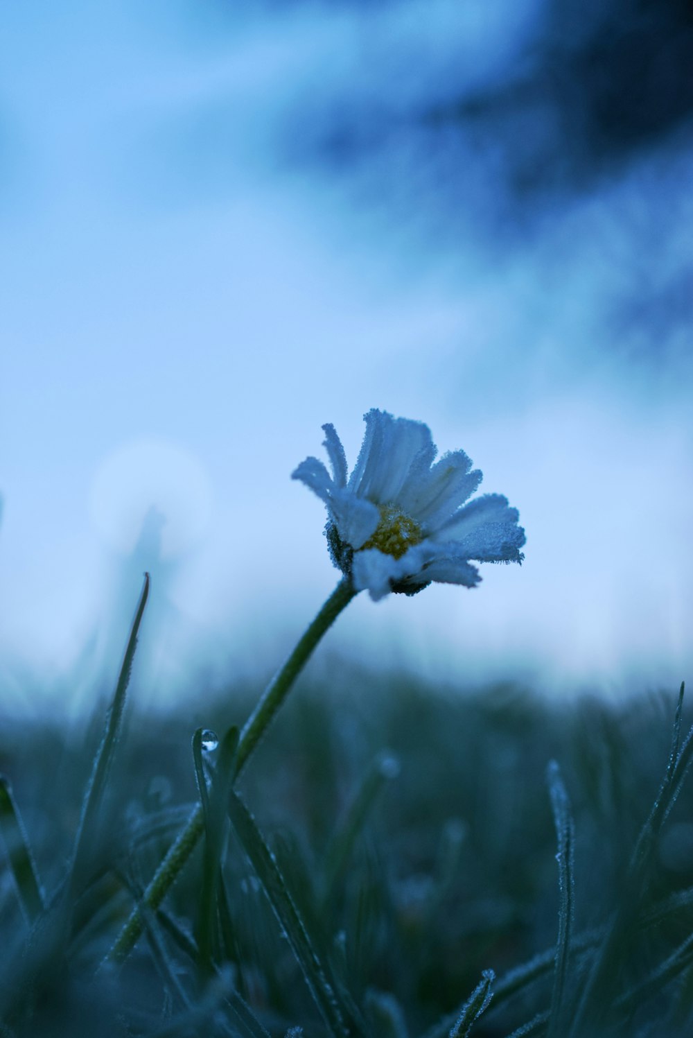 a single white flower sitting on top of a lush green field