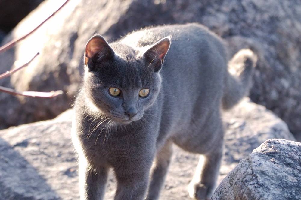 un chat gris debout au sommet d’un rocher