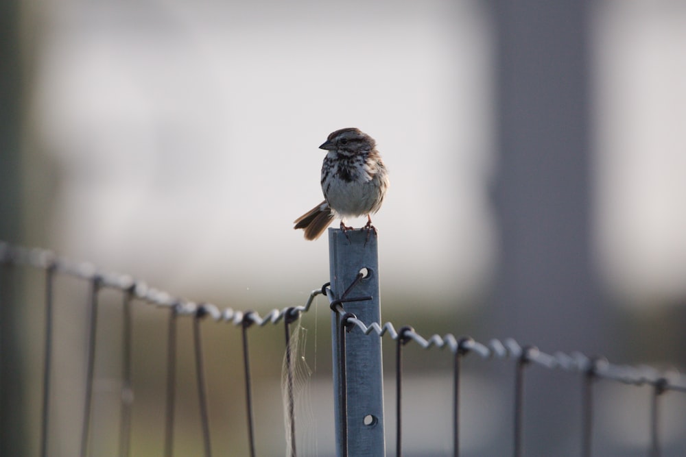 Un pequeño pájaro sentado encima de un poste de madera