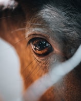A close-up image of an animal's eye, capturing intricate details like the eyelashes, reflections on the cornea, and the texture of the surrounding fur.