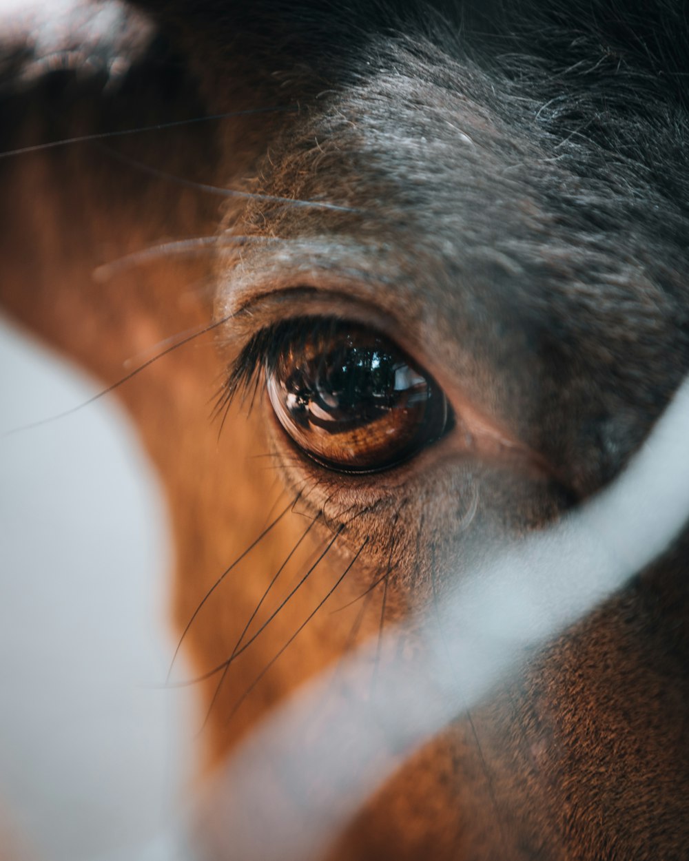 a close up of a horse's eye through a fence