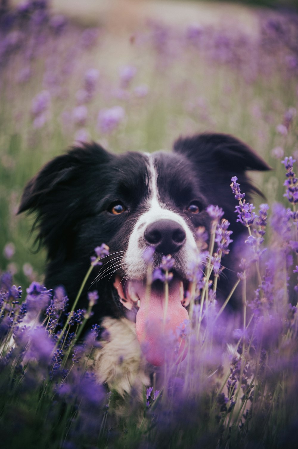 a black and white dog laying in a field of purple flowers