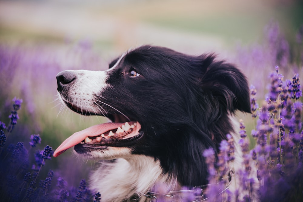 a close up of a dog in a field of flowers