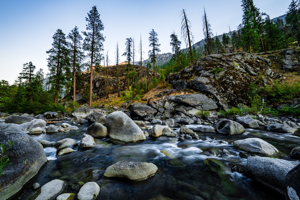 un ruisseau qui traverse une forêt remplie de rochers